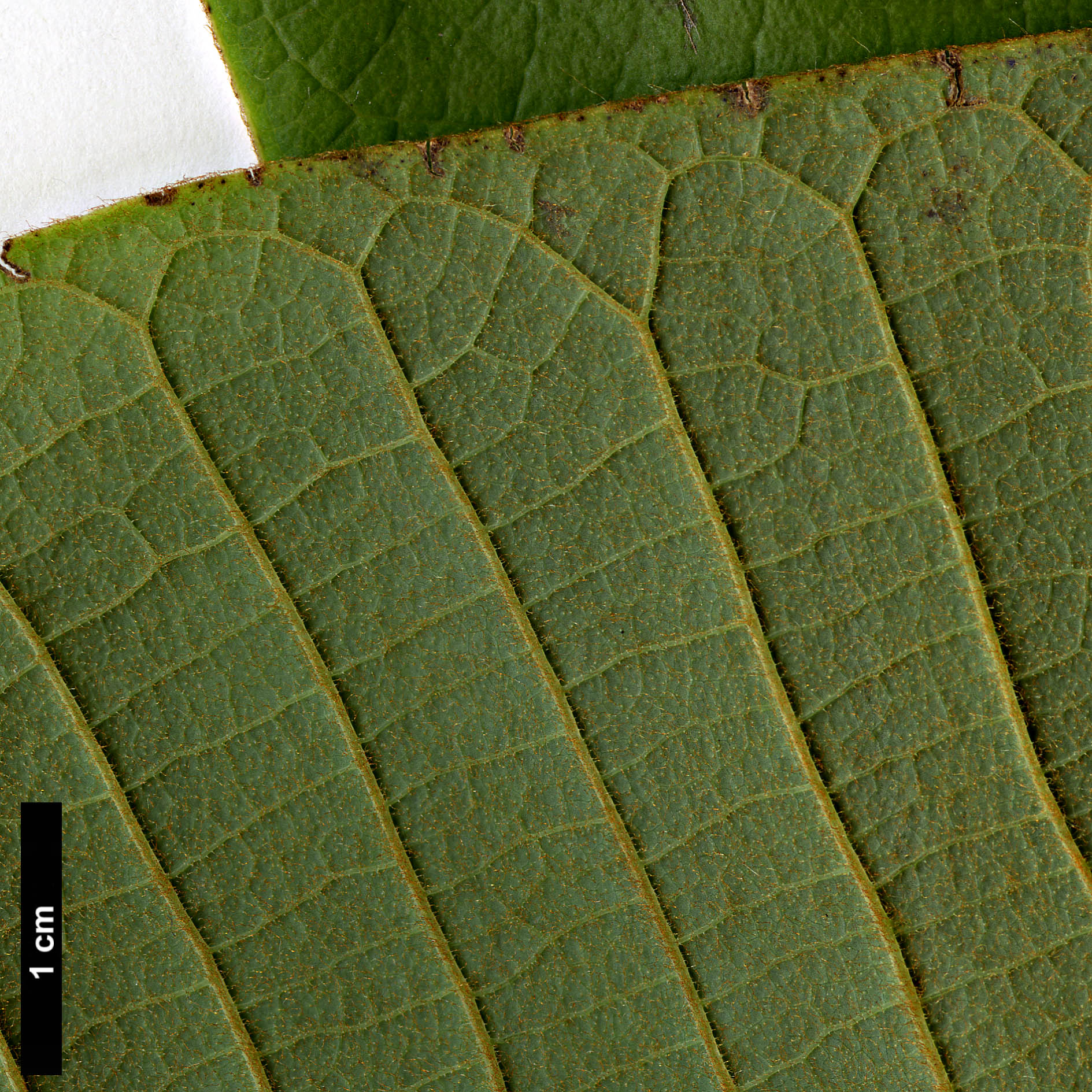 High resolution image: Family: Magnoliaceae - Genus: Magnolia - Taxon: rostrata High resolution image: Family: Magnoliaceae - Genus: Magnolia - Taxon: rostrata